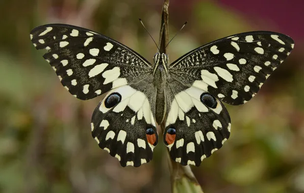 Microsemi, butterfly, wings, insect, beautiful, closeup