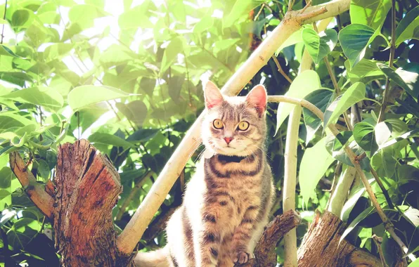 Eyes, cat, look, leaves, animal, plants, wool, looks