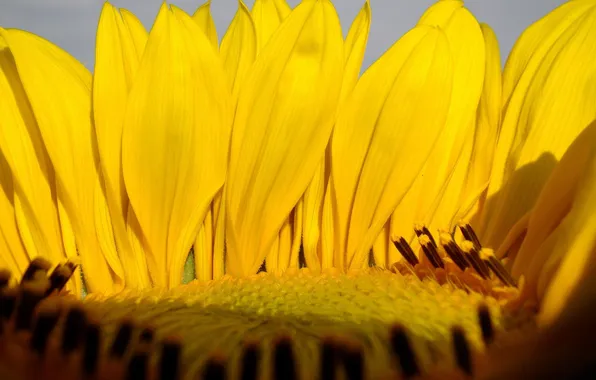 Macro, sunflower, petals, yellow