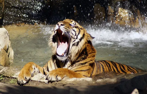 Picture water, tiger, paws, mouth, yawns