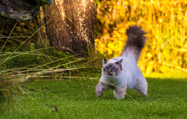 Cat, walk, fluffy tail, Burmese