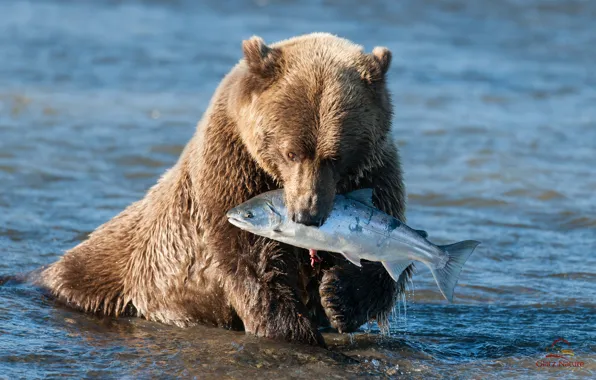 Picture water, bear, Alaska, salmon, brown bear, catch