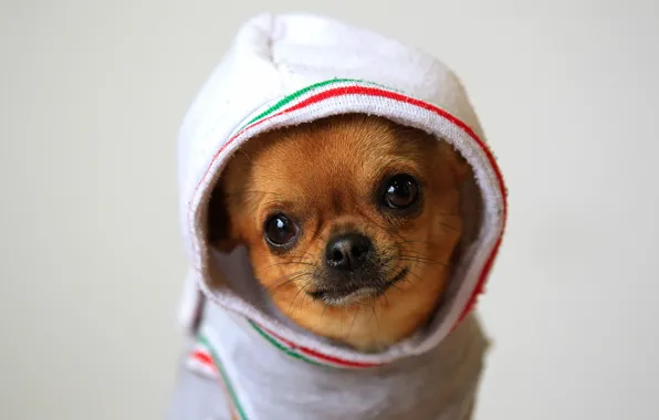 Picture hood, Chihuahua, Chihuahua