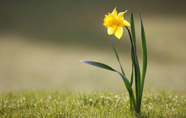 Flower, grass, Rosa, Narcissus