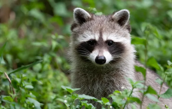 Portrait, raccoon, face, cub