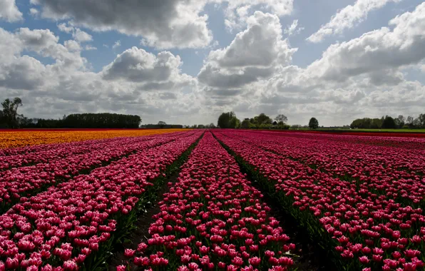 Horizon, trees, farm, horizon, farm, trees, wildflowers, flowers field