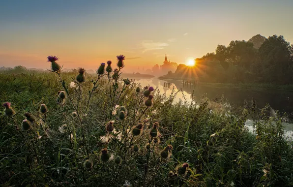 Picture summer, the sun, rays, trees, landscape, nature, river, dawn