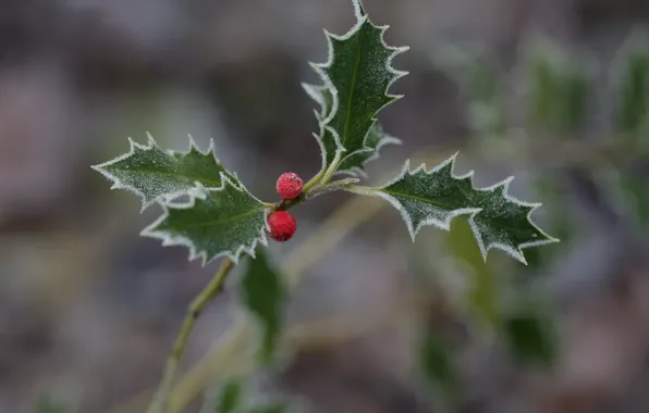Frost, berries, leaves