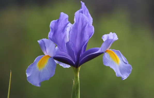 Picture macro, background, petals, Iris, Iris
