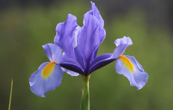 Macro, background, petals, Iris, Iris