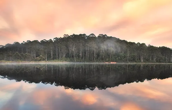 Forest, clouds, trees, fog, Australia, Beedelup Lake, Pemberton, Karri forest