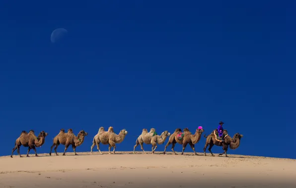 The sky, The moon, camel, China, caravan, Inner Mongolia