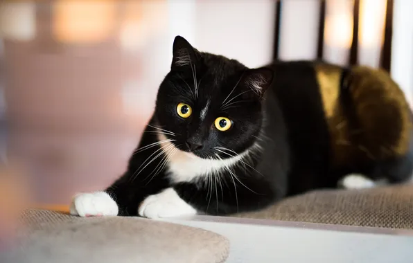 Cat, cat, look, pose, face