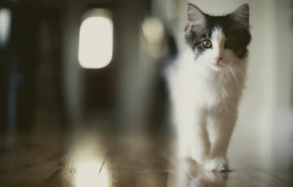 Cat, look, background