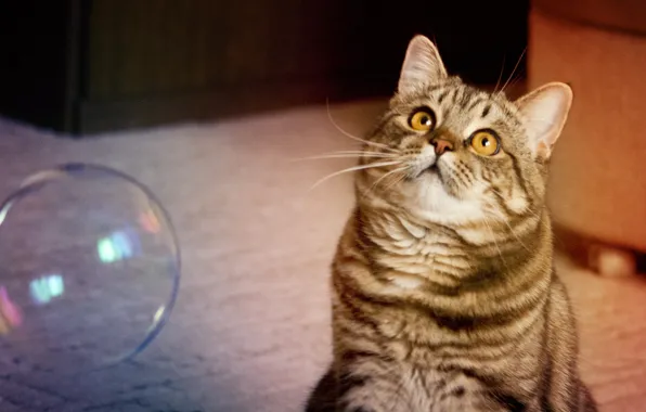 Cat, plays, bubble