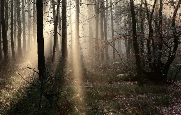 Autumn, forest, the sun, rays, light, trees, branches, fog