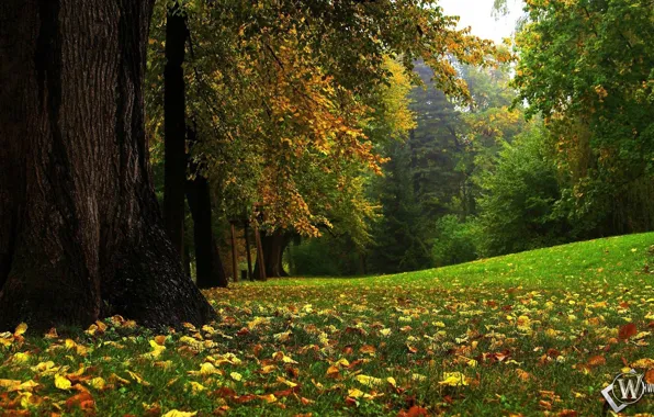 Picture autumn, forest, fairy forest
