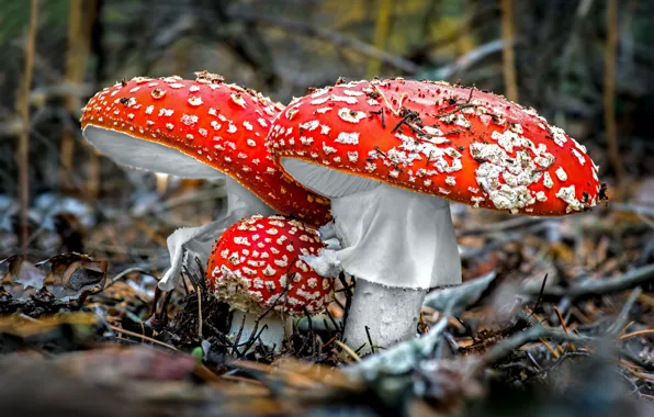 Picture grass, mushrooms, macro photography, fly agaric