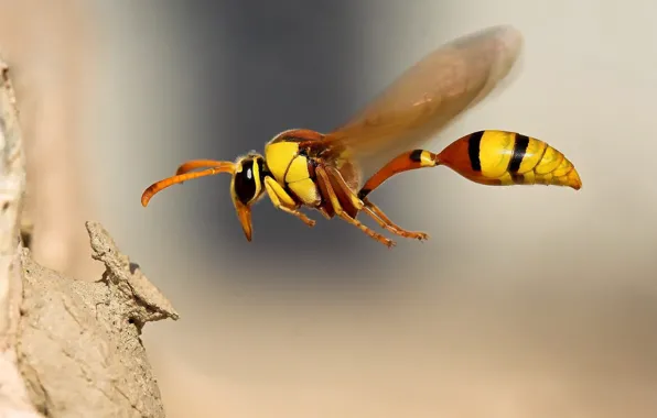 Macro, flight, Bee