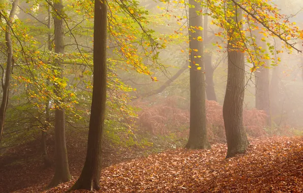 Autumn, forest, trees, branches, nature, fog, foliage, haze