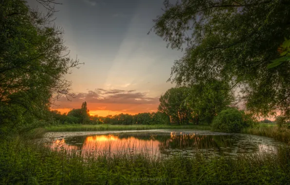 Picture greens, summer, nature, pond, dawn
