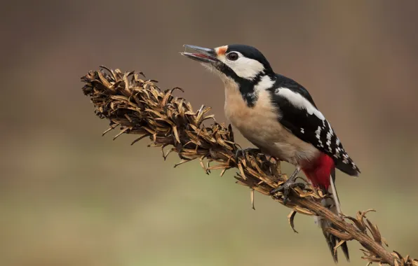 Background, bird, plant, stem, woodpecker
