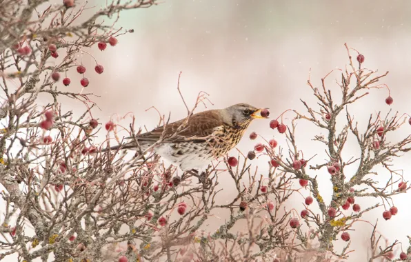 Wallpaper berries, on the branch, bird