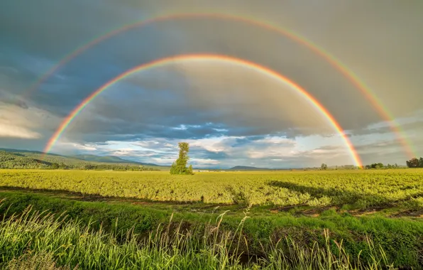 Field, tree, rainbow