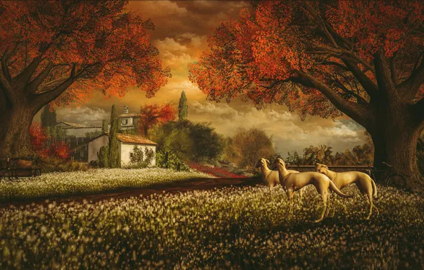 Picture autumn, dogs, the sky, clouds, landscape, sunset, flowers, nature