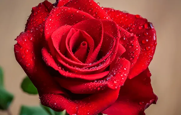 Picture drops, macro, roses, petals