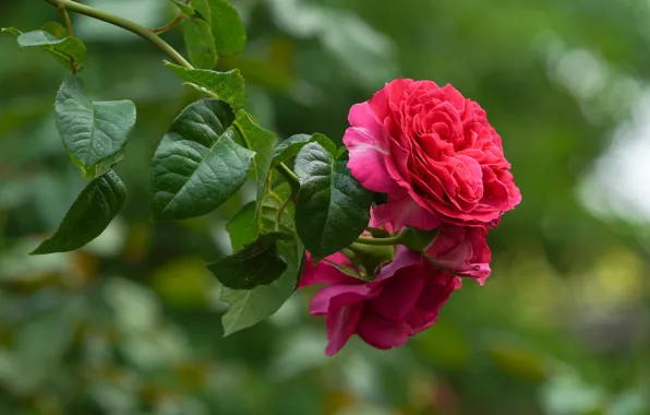 Leaves, branches, roses, bokeh