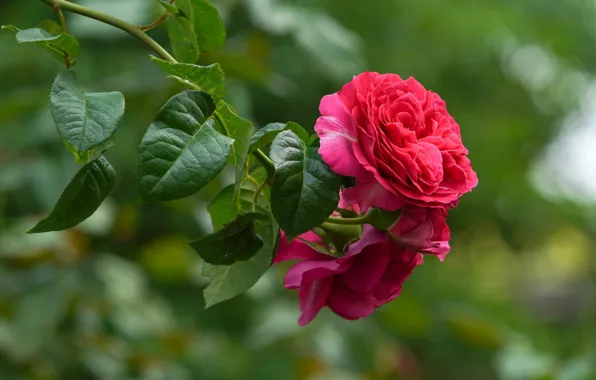 Picture leaves, rose, branch, bokeh