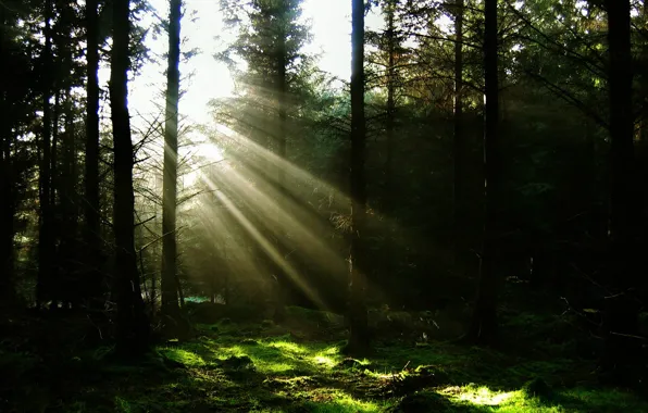 Forest, the sun, rays, light