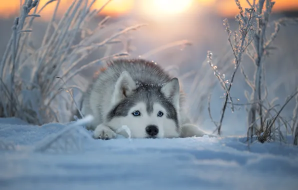 Winter, face, snow, dog, Husky, Svetlana Pisareva