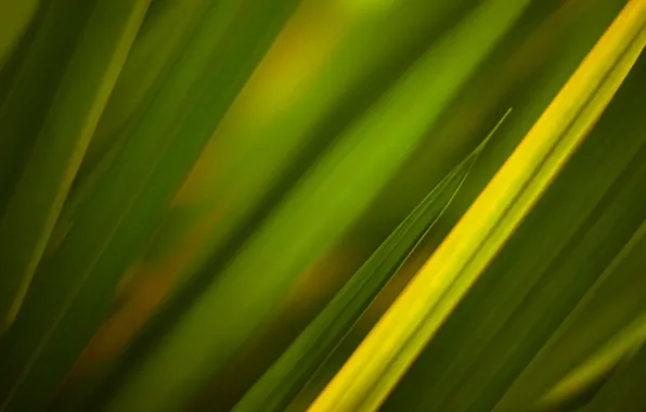 Picture grass, green, texture, green textures