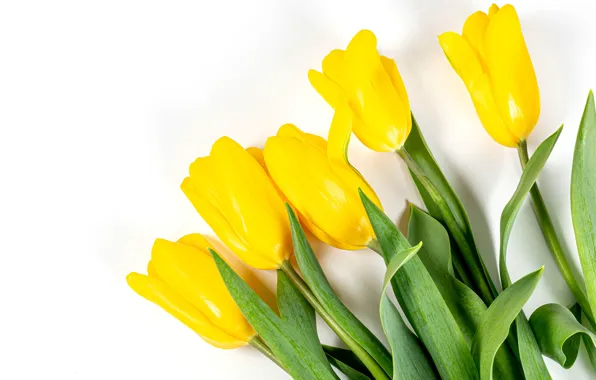 Tulips, white background, buds, yellow