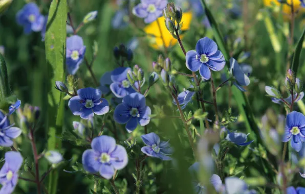 Summer, macro, flowers, glade, Veronica, blur, meadow, blue