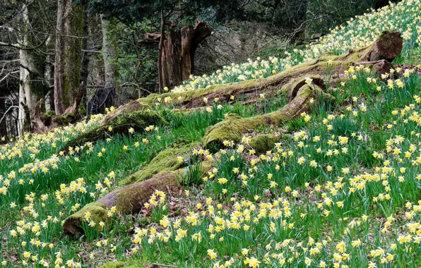 Picture flowers, England, spring, daffodils, The lake district, Cumbria