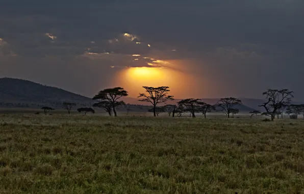 Sunset, Savannah, Africa, Kenya