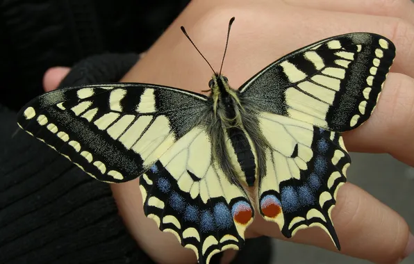 Butterfly, hand, wings, beautiful