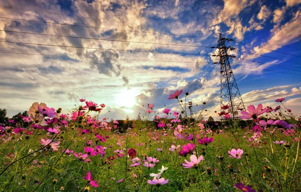 Summer, landscape, flowers