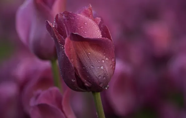 Macro, Tulip, Bud, Burgundy