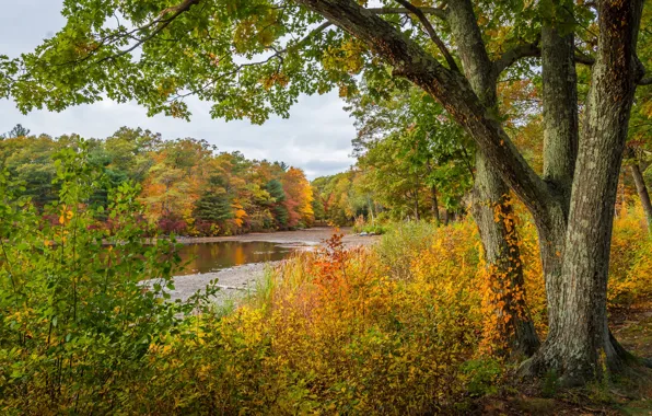 Autumn, trees, nature