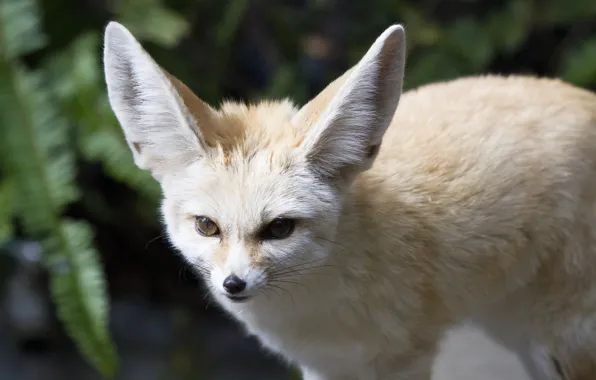Picture look, predator, muzzle, ears, Fox, Fenech, fennec fox