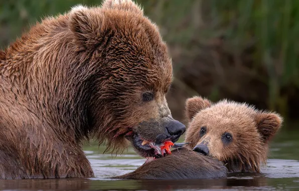 Picture water, river, bears, bear, grizzly, lunch, bear