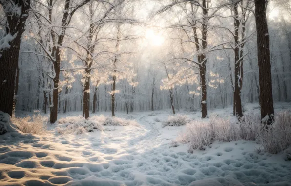 Winter, frost, forest, the sun, rays, light, snow, trees