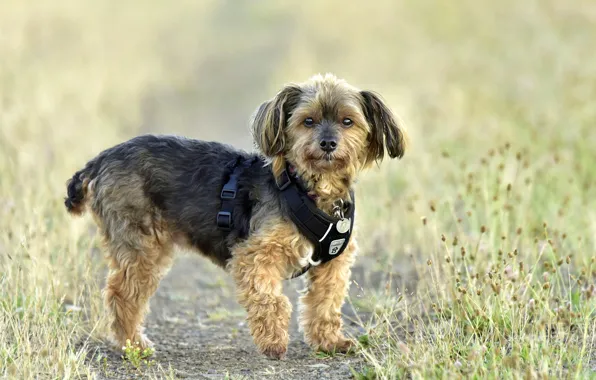 Picture grass, York, bokeh, Yorkshire Terrier