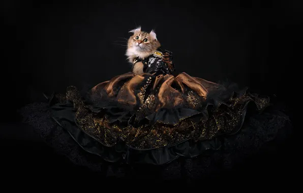 Cat, look, the dark background, dress, Princess, Queen, hem, Studio