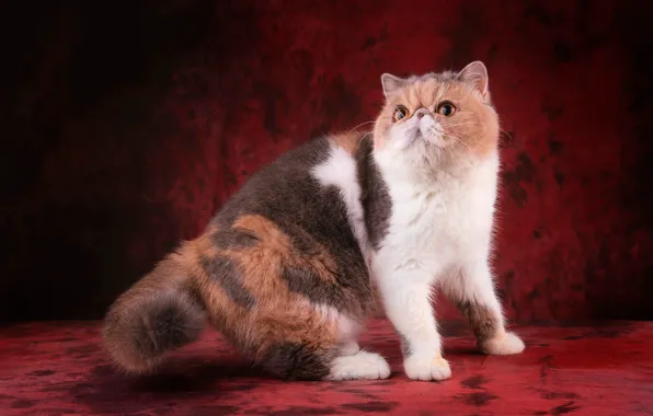 Picture cat, look, face, pose, red background, spotted, yellow eyes, extreme