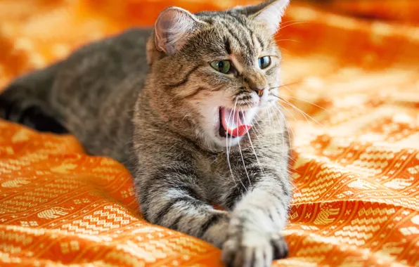 Language, cat, cat